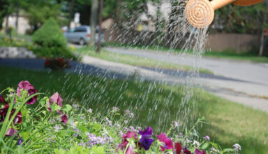 Păstrarea și extinderea spațiilor verzi în contextul lipsei acute de apă