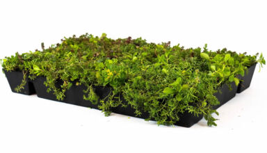 Sistem de casete sedum ready-made