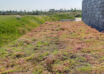 The innovative solution for sustainability biodiversity and energy efficiency: The sedum roll