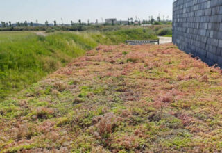 Innovatív megoldás a fenntarthatóságra biodiverzitásra és energiahatékonyságra: A sedum tekercs
