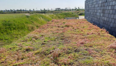 The innovative solution for sustainability biodiversity and energy efficiency: The sedum roll